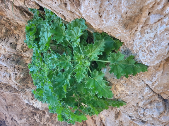 אירוס הגלבוע  צולם על ידי גלעד וייל 