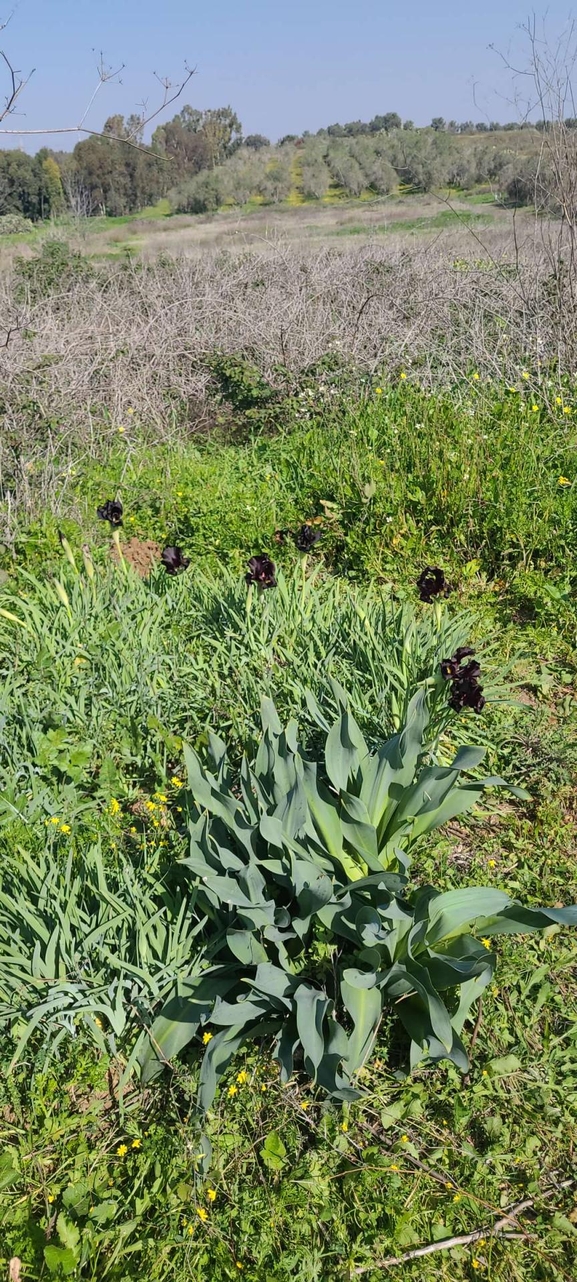 אירוס הארגמן  צולם על ידי אורי אורבך 