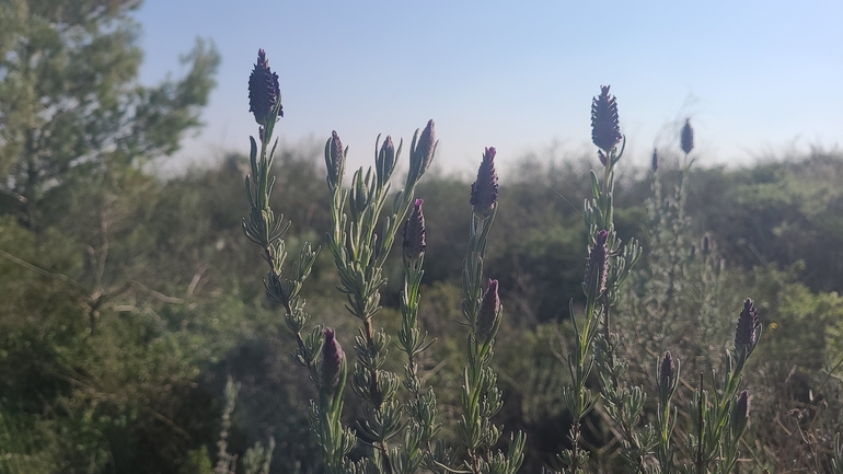 אזוביון דגול  צולם על ידי סיון מרדוק 