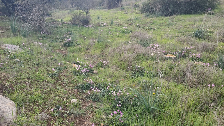 אירוס הגלבוע  צולם על ידי ליעד כהן 