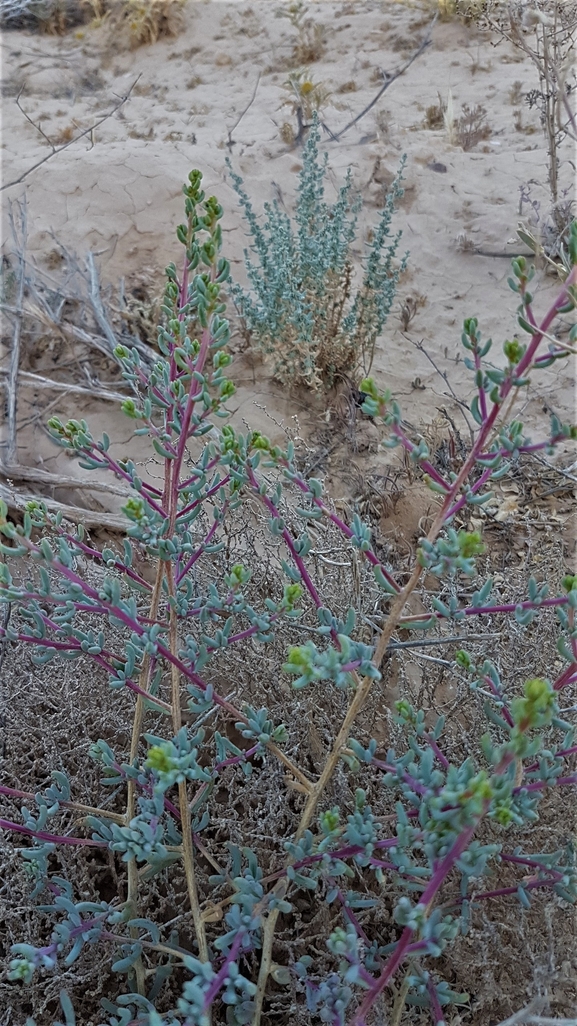 אירוס הגלבוע  צולם על ידי טליה אורון 