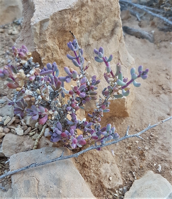 אירוס הגלבוע  צולם על ידי טליה אורון 