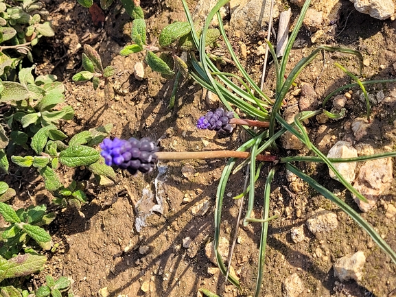 אירוס הגלבוע  צולם על ידי מרגרטה וולצ'אק 