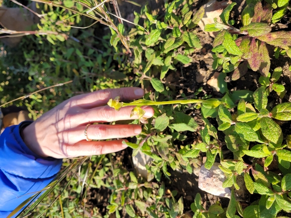 אירוס הגלבוע  צולם על ידי מרגרטה וולצ'אק 