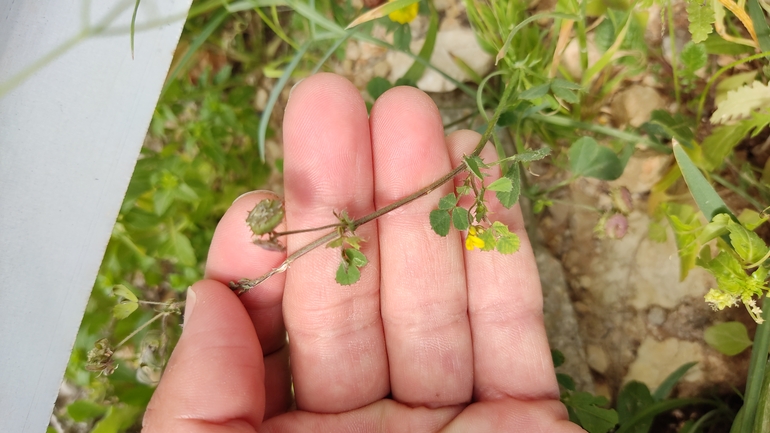 אספסת איטלקית  צולם על ידי נעם שגב 