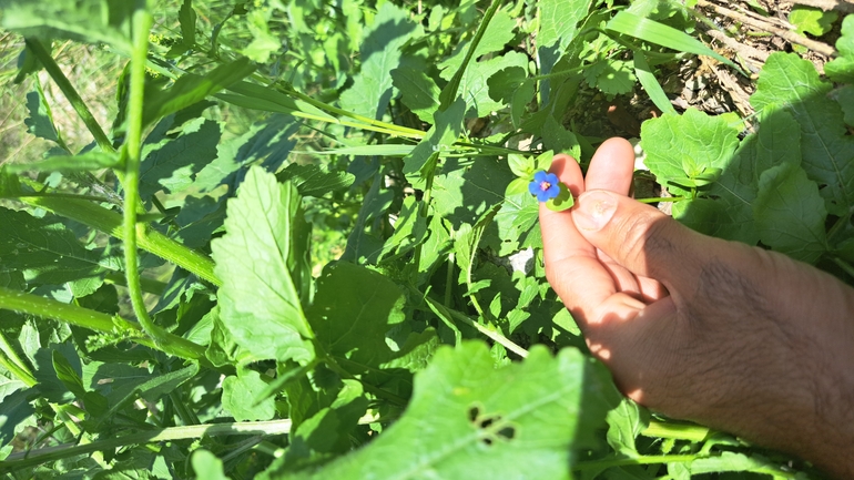 אירוס הגלבוע  צולם על ידי עודד אליאס 