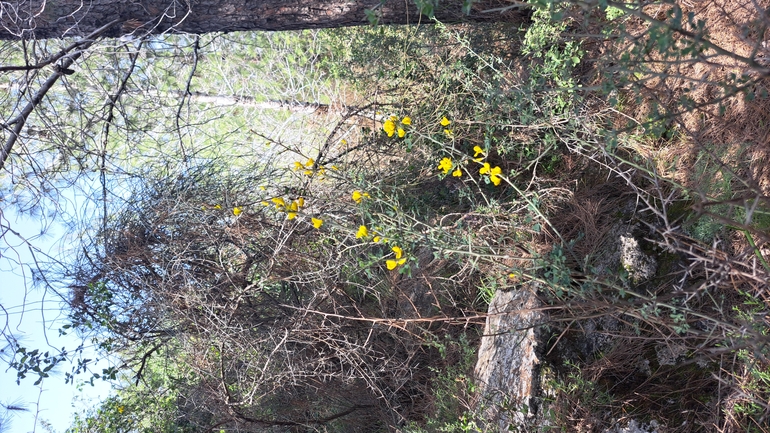 אירוס הגלבוע  צולם על ידי עודד אליאס 