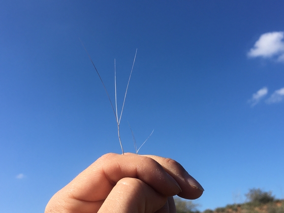 תלת-מלען ארוך  צולם על ידי בר שמש 