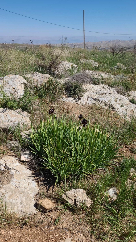 אירוס שחום  צולם על ידי קובי הלפגוט 