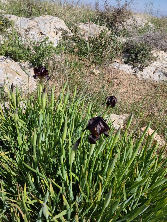 אירוס שחום  צולם על ידי קובי הלפגוט 