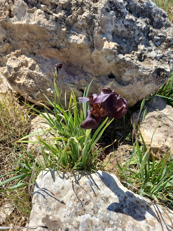 אירוס שחום  צולם על ידי קובי הלפגוט 