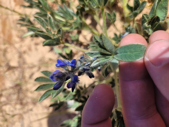 תורמוס שעיר  צולם על ידי אור מילשטיין 