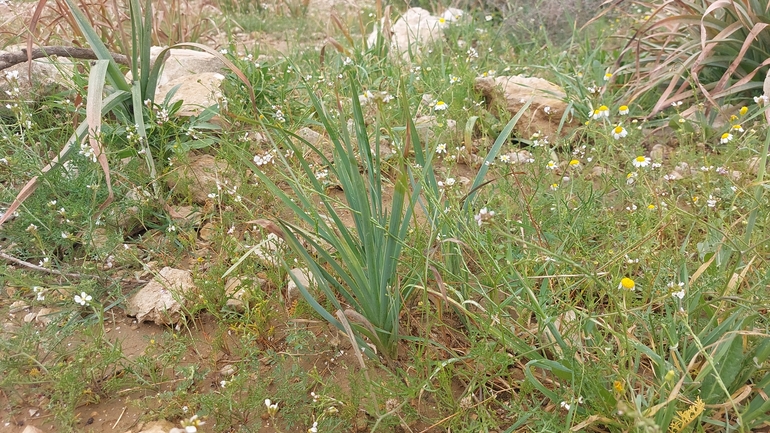 אירוס שחום  צולם על ידי הילה גיל 