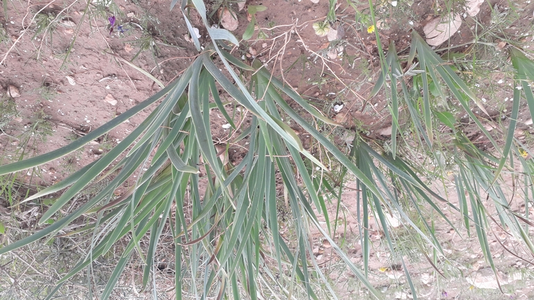 אירוס שחום  צולם על ידי אמיר פרלברג 