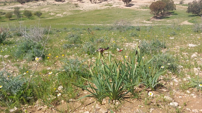 אירוס שחום  צולם על ידי הילה גיל 