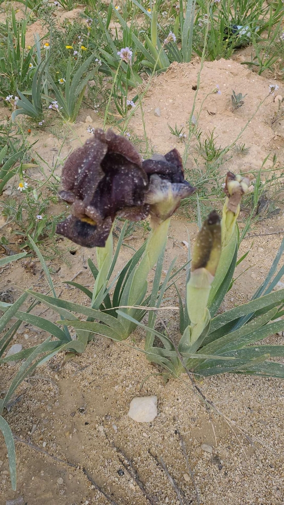 אירוס שחום  צולם על ידי ג'מיל אל אטרש 