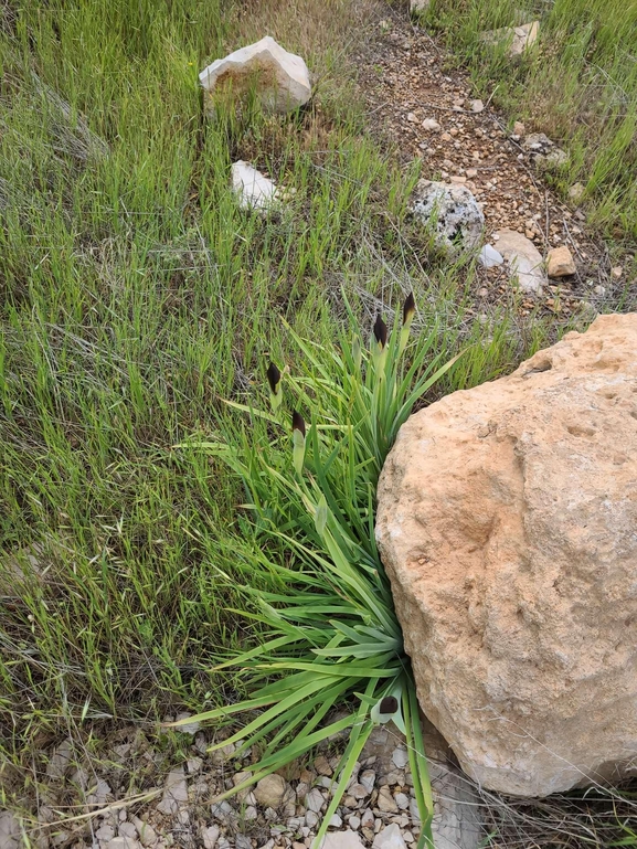 אירוס שחום  צולם על ידי קובי הלפגוט 