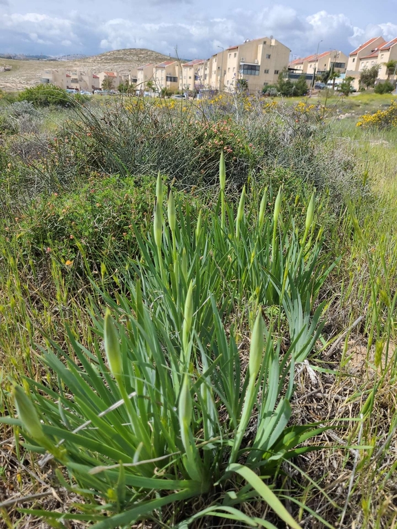 אירוס שחום  צולם על ידי קובי הלפגוט 