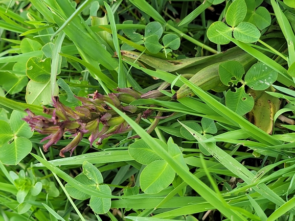 Loose-flowered Orchid, Lax-flowered Orchid  