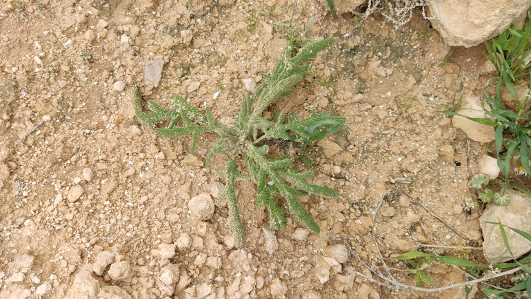 מרווה שסועה  צולם על ידי נעם שגב 