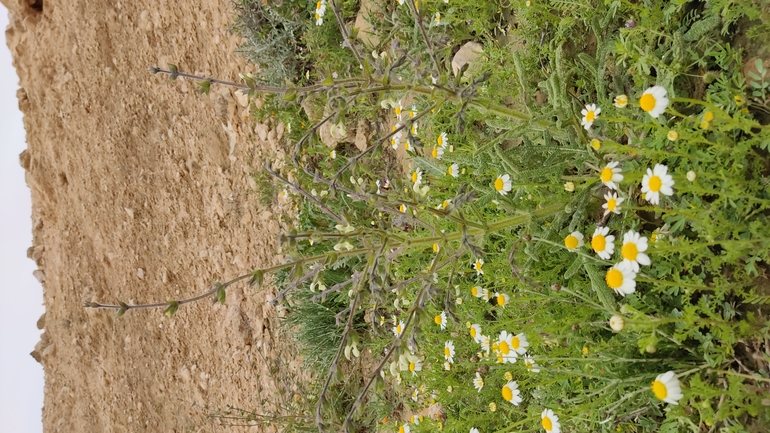 מרווה שסועה  צולם על ידי נעם שגב 