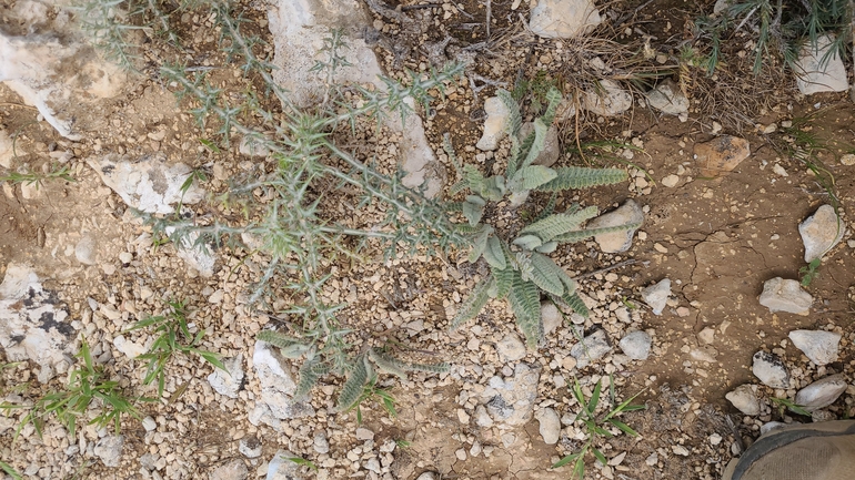 קדד נאה  צולם על ידי גלעד וייל 