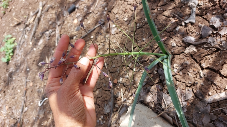 זמזומית מפושקת  צולם על ידי לירז כברה 