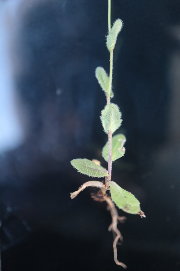 Annual Rock Cress  photographed by g_weil@npa.org.il 