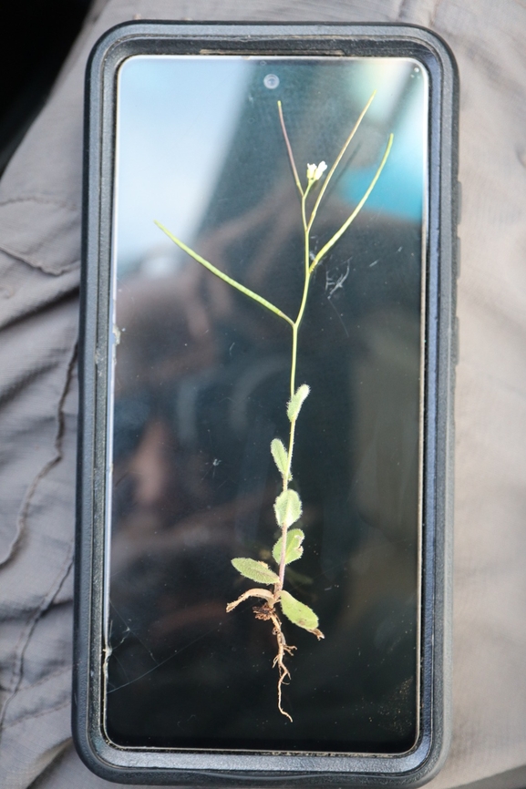 Annual Rock Cress  photographed by g_weil@npa.org.il 