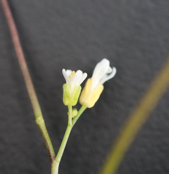 Annual Rock Cress  photographed by g_weil@npa.org.il 