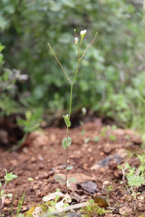 Annual Rock Cress  photographed by g_weil@npa.org.il 