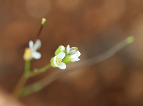 Annual Rock Cress  photographed by g_weil@npa.org.il 