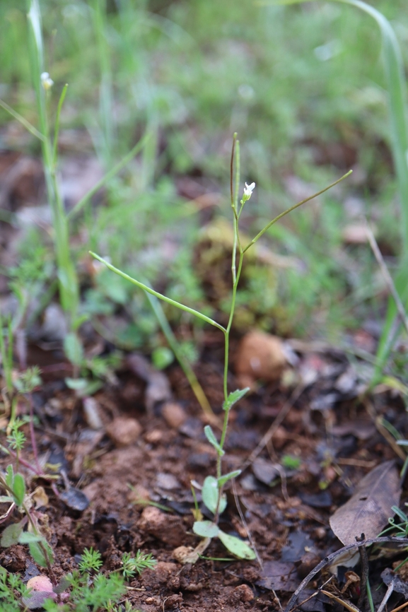 Annual Rock Cress  photographed by g_weil@npa.org.il 