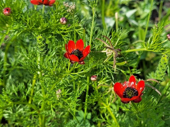 אירוס הגלבוע  צולם על ידי אודי קולומבוס 