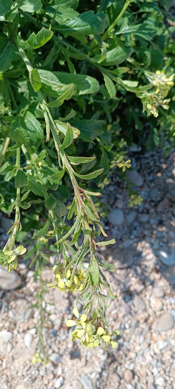 מחרוזת קשתית  צולם על ידי מימי רון 