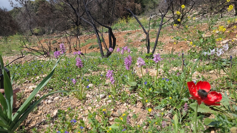 סחלב איטלקי  צולם על ידי הדס כהנר 