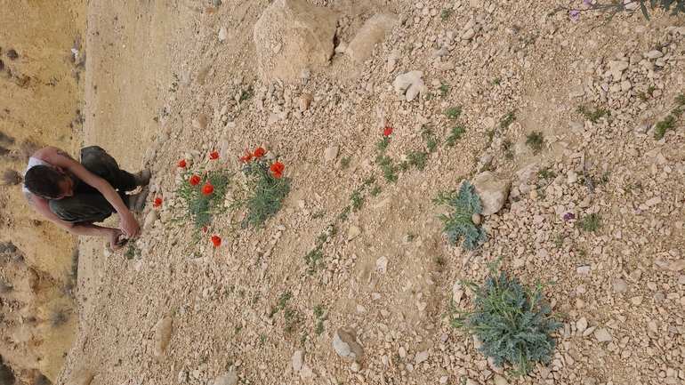 פרגה ערבית  צולם על ידי זהבה סיגל 