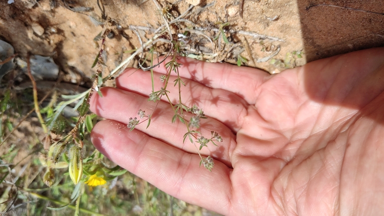 דבקת פלשת  צולם על ידי נעם שגב 