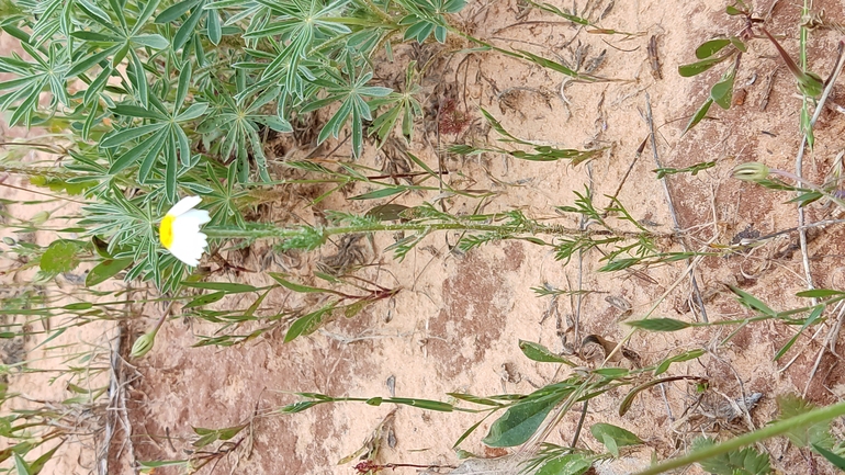 תלתן פלשתי  צולם על ידי נעם שגב 