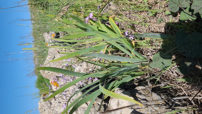 אירוס הגולן  צולם על ידי אוריה ואזנה 