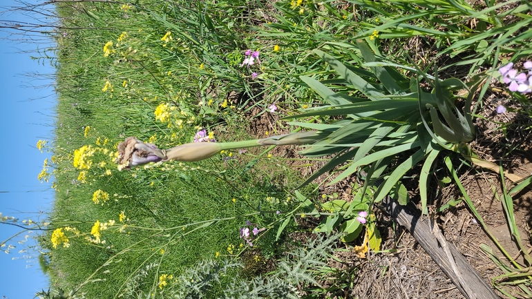 אירוס הגולן  צולם על ידי אוריה ואזנה 