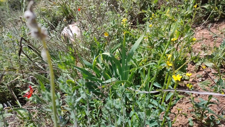 אירוס הדור  צולם על ידי גבריאלה שני 