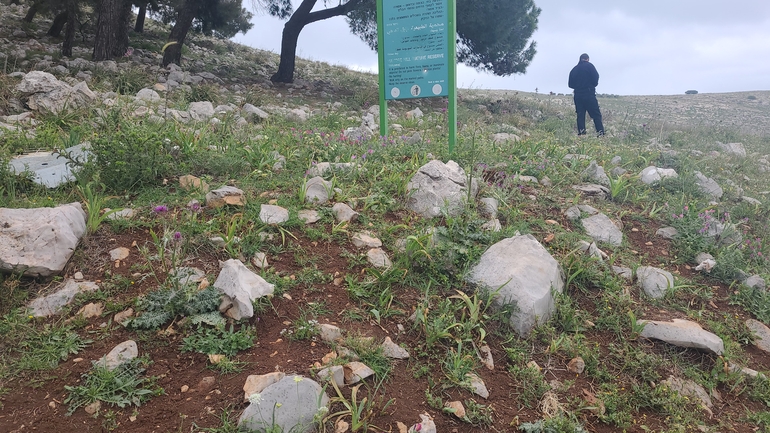 אירוס נצרתי  צולם על ידי רועי פדרמן 