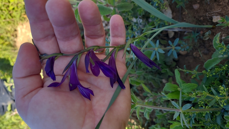 אירוס הגלבוע  צולם על ידי סיון מרדוק 