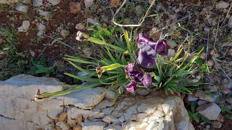 אירוס שחום  צולם על ידי רועי גלעד 