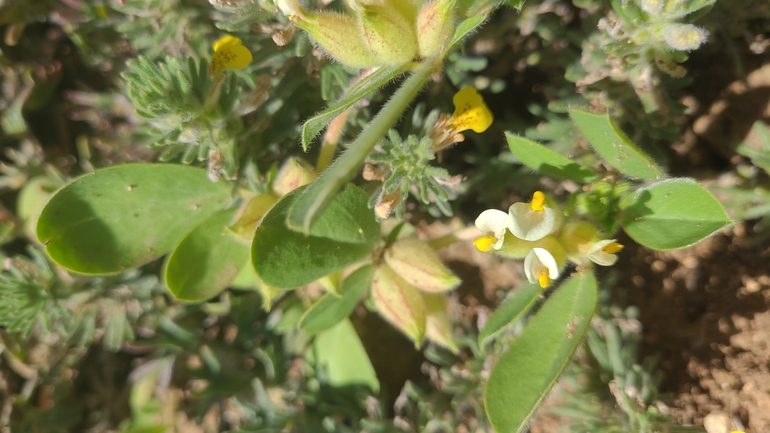 אירוס הגלבוע  צולם על ידי סיון מרדוק 