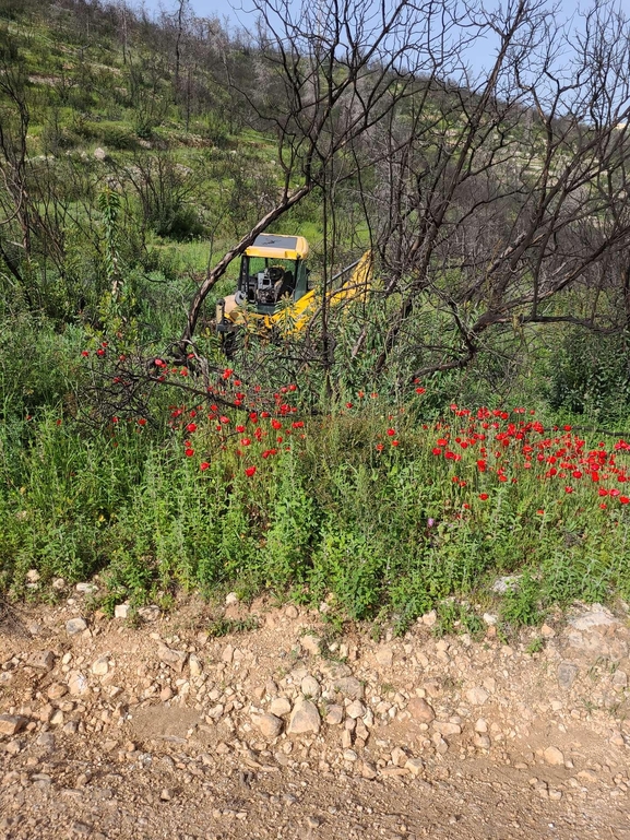 אירוס הגלבוע  צולם על ידי נדב גנות 