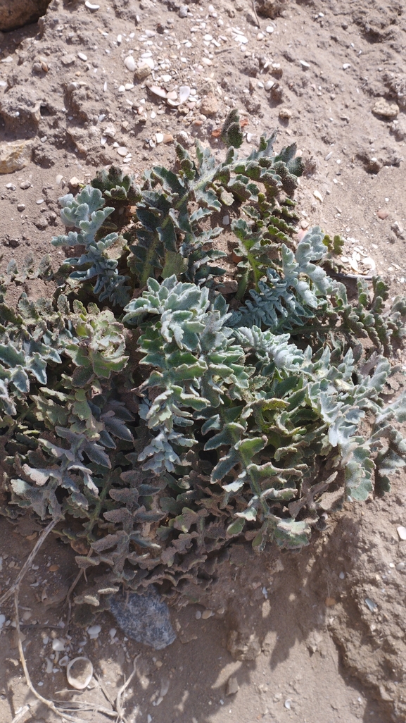 פרגה צהובה  צולם על ידי יהונתן רונס 