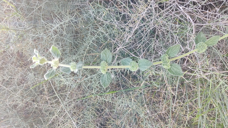 גלונית פלשתית  צולם על ידי נעם שגב 