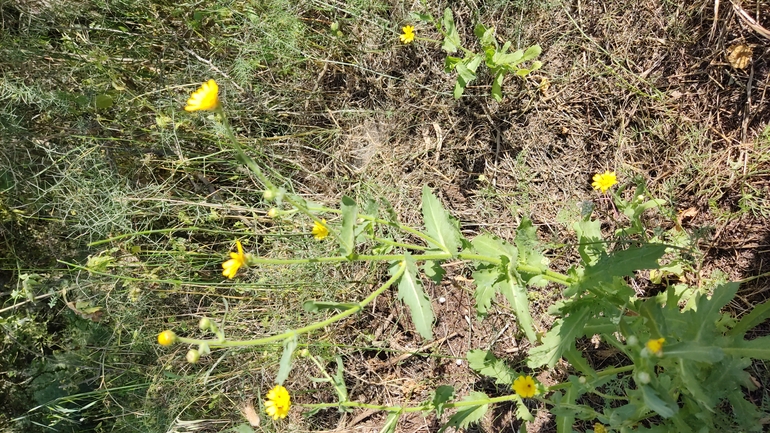 אירוס הגלבוע  צולם על ידי נעם שגב 